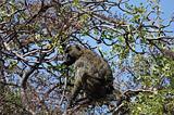 Ethiopia - Netch Sar Park - 93 - Baboon